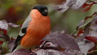 pixabay, фото - Новости Zakon.kz от 15.10.2021 06:43