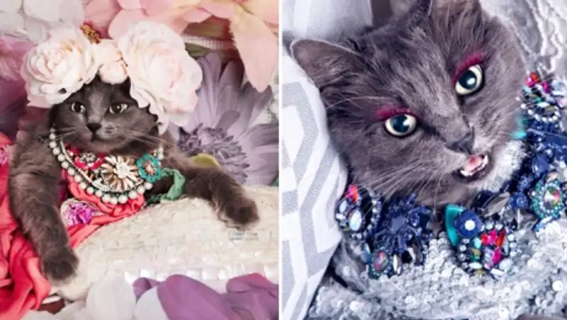 Гламурная кошка в ярких нарядах завоевывает Инстаграм 