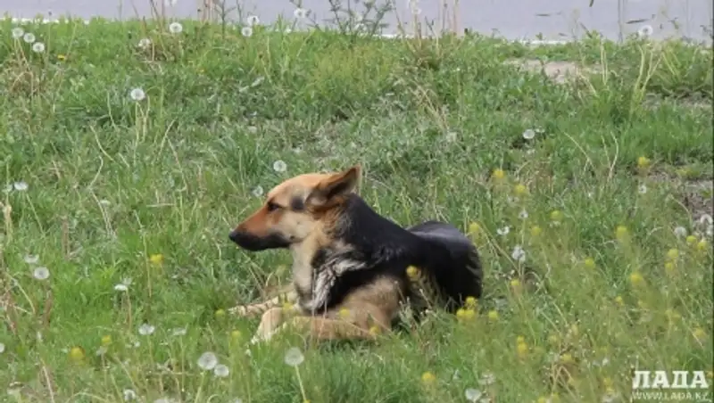 Тендер на отлов бродячих животных в Актау никто не выиграл