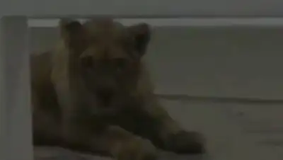 Скриншот видео, фото - Новости Zakon.kz от 20.01.2021 19:24