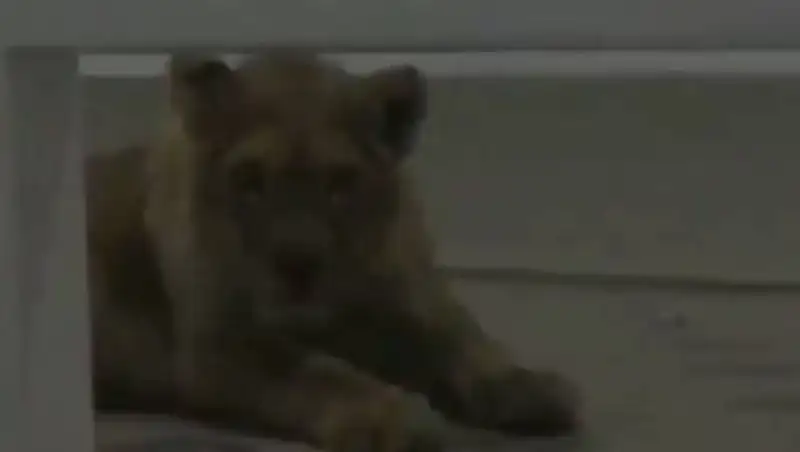 В гостинице Шымкента для развлечения содержали львенка