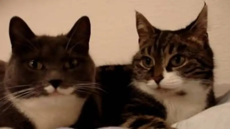Диалог мурчащих котов умилил пользователей соцсетей