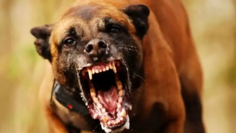 Смертельные клыки: нужно ли приравнять бойцовых собак к оружию в Казахстане