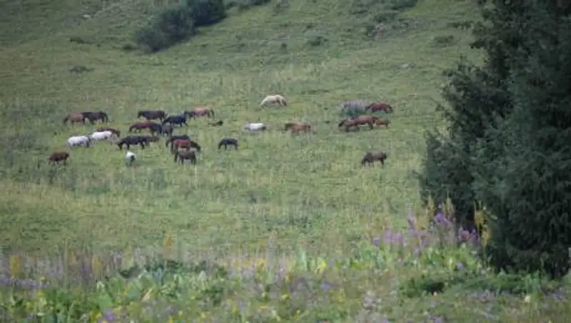 Регулировать деятельность личных подсобных хозяйств намерены в Казахстане