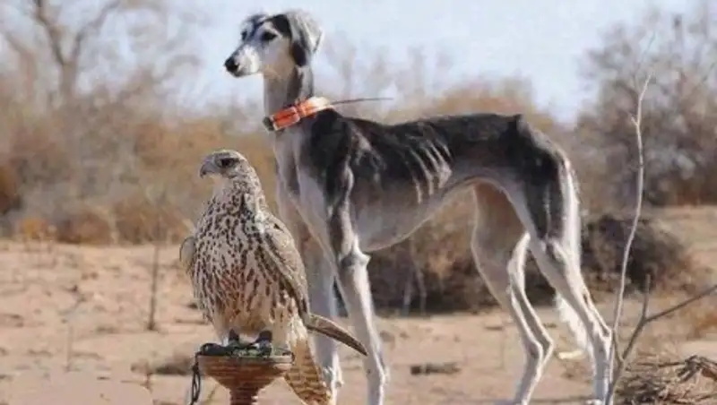 Собаки породы тазы на грани вымирания в Казахстане