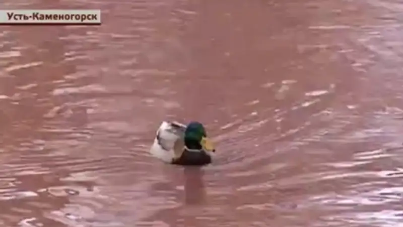 В центре Усть-Каменогорска водоём окрасился в кровавый цвет