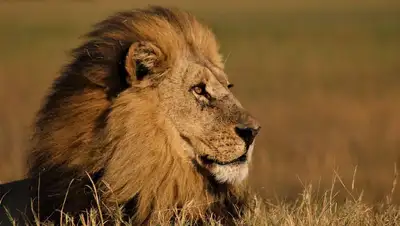 всемирный день льва, фото - Новости Zakon.kz от 10.08.2022 11:24