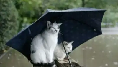 Zakon.kz, фото - Новости Zakon.kz от 20.06.2017 12:00