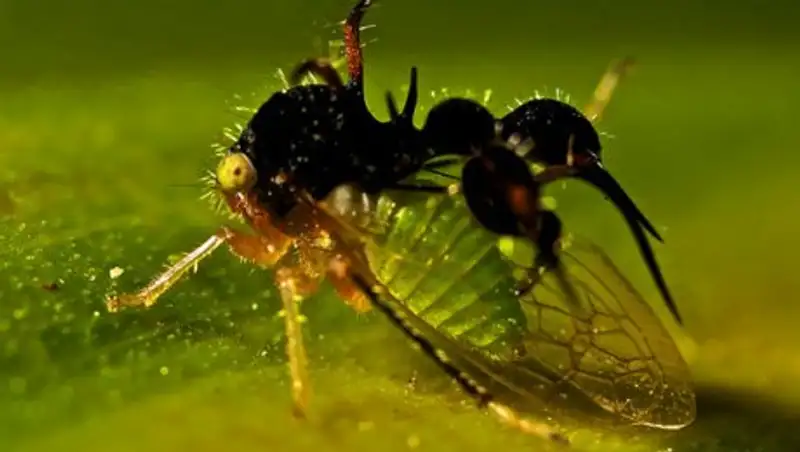 Малоизвестные животные, похожие на творение фотошопа