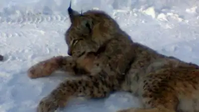 Zakon.kz, фото - Новости Zakon.kz от 12.01.2015 01:28