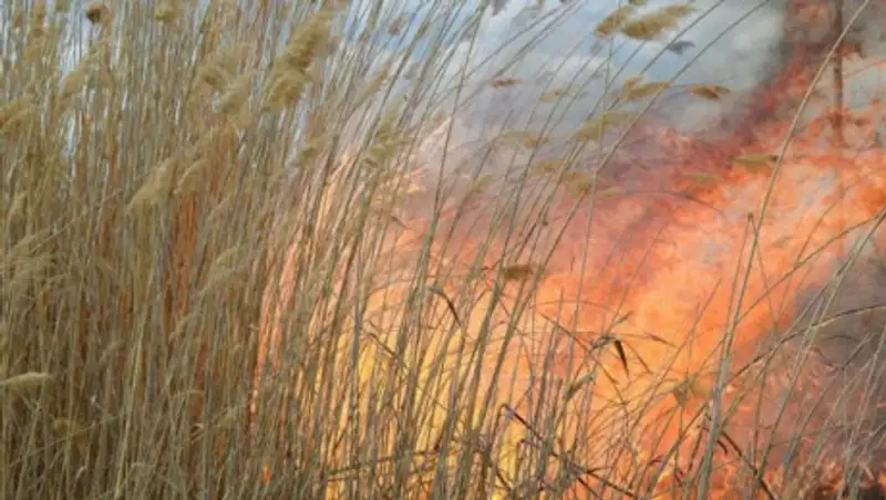 110 гектаров камыша горят в окрестностях Атырау