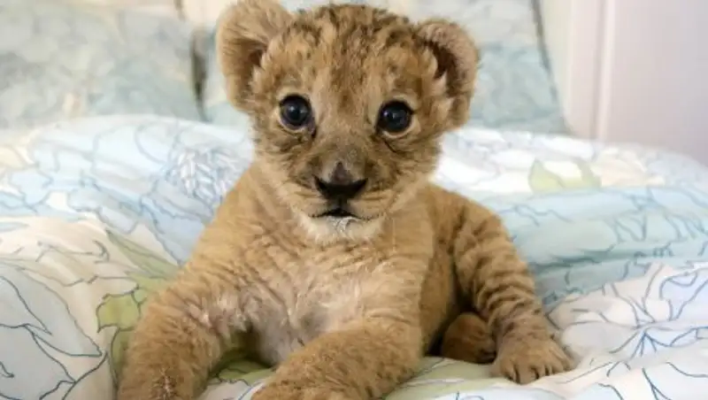 Московские полицейские изъяли львенка после жалоб на фотосессии