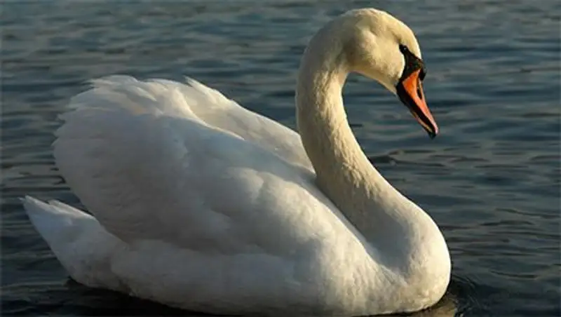 До 1 года ограничения свободы грозит охотнику, застрелившему лебедя в Алматинской области