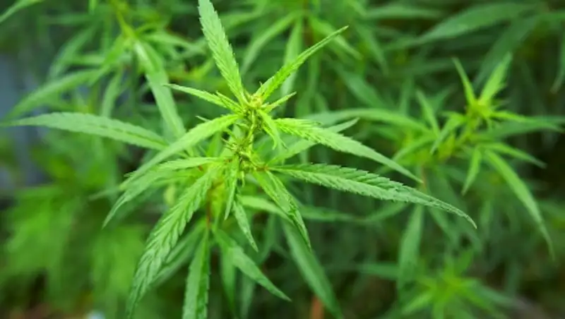 В Актобе школьницу обвинили в продаже наркотиков