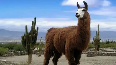 Zakon.kz, фото - Новости Zakon.kz от 28.10.2015 17:12