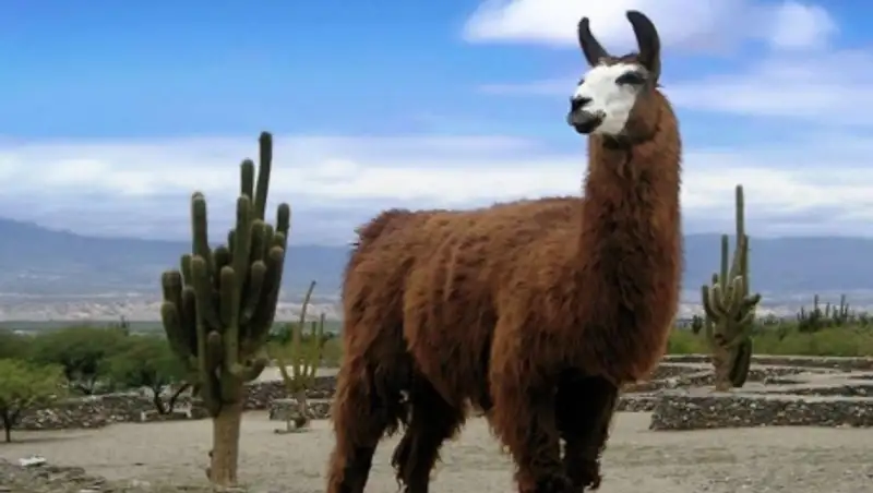 Минздрав Боливии призвал граждан страны употреблять в пищу мясо ламы