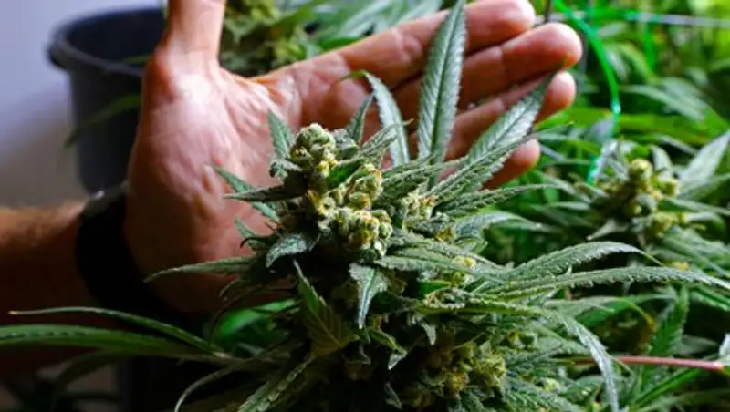 В Канаде легализовали марихуану