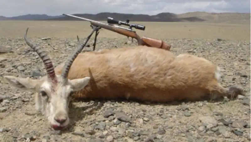 В Алматинской области полицейские задержали браконьера с тушей краснокнижного животного