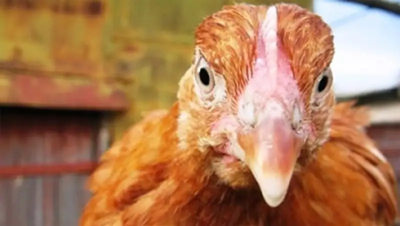 Казахстан занимает 40% рынка мяса птицы 