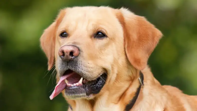 Названы самые обучаемые породы собак