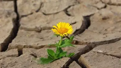 pixabay, фото - Новости Zakon.kz от 20.09.2021 23:28