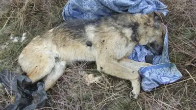 Zakon.kz, фото - Новости Zakon.kz от 29.03.2016 16:04