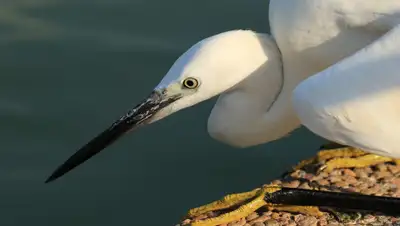 Pixabay, фото - Новости Zakon.kz от 15.07.2019 20:10