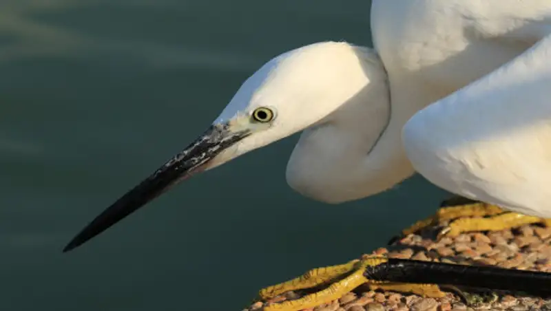Гуляющую по Актау цаплю сняли на видео