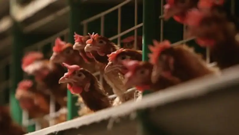 В США кур перед бойней будут отправлять в газовые камеры