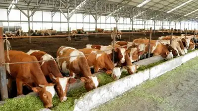 РАВ Агро Про, фото - Новости Zakon.kz от 24.04.2018 10:38