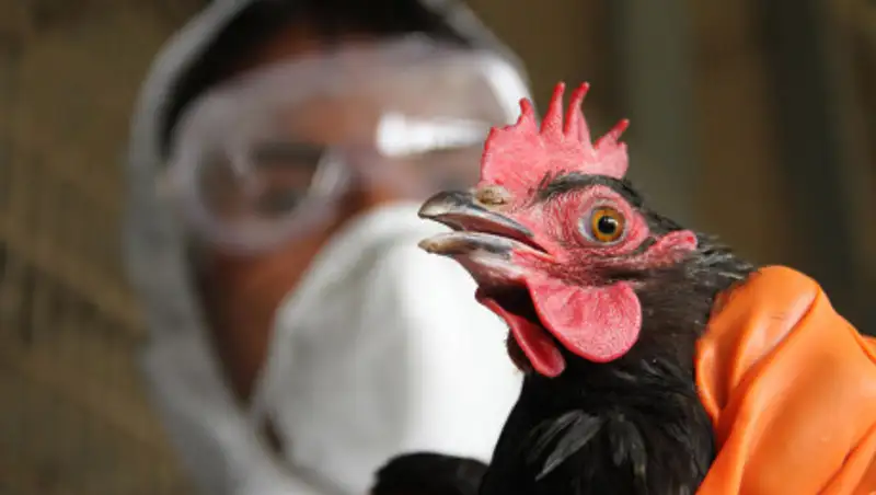 ВОЗ признал Казахстан страной, свободной от птичьего гриппа