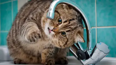 gornovosti.ru, фото - Новости Zakon.kz от 19.05.2019 18:45