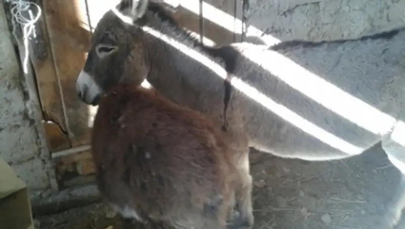 Установлена личность подозреваемого в издевательстве над ослом