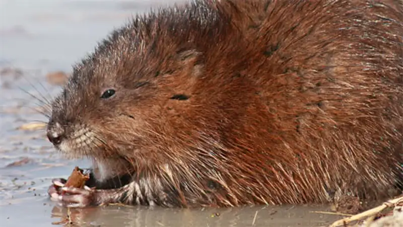 Жителя Балхашского района задержали с крупным уловом ондатры