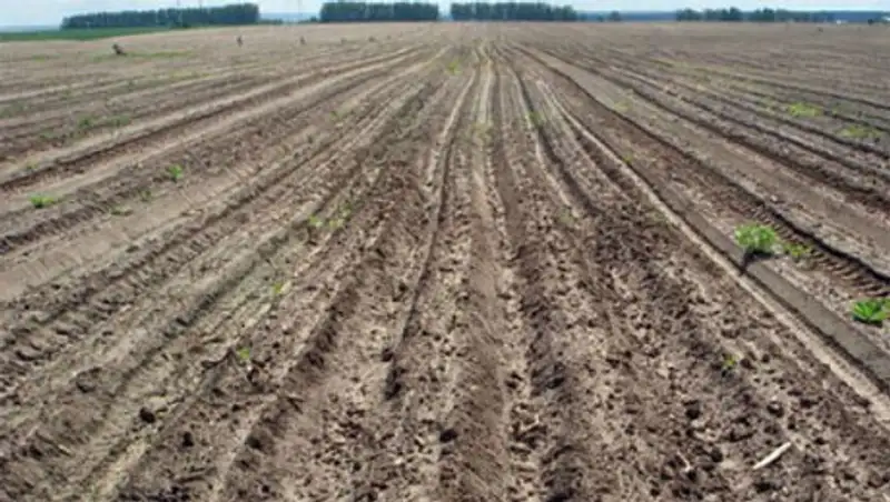 Около 1 тыс неиспользуемых сельхозугодий выявлены в РК - А.Даулбаев