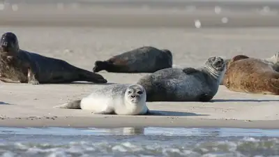 Казахстан тюлени гибели причина пробы 
