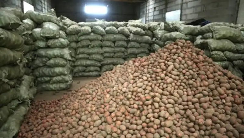 Карагандинские картофелеводы не предвидят роста цен на свою продукцию
