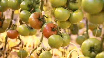 Zakon.kz, фото - Новости Zakon.kz от 11.12.2017 18:36