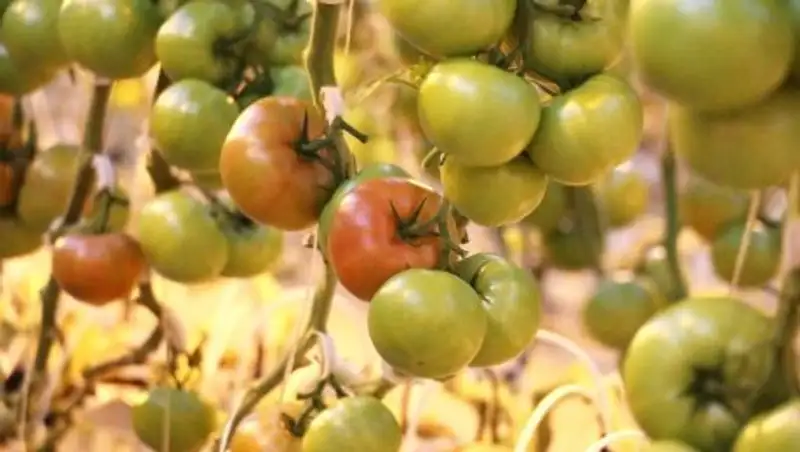 Где в Казахстане зимой выращивают вкусные огурцы и помидоры