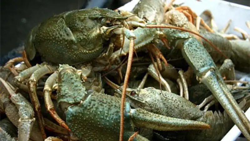 Казахстанские пограничники задержали 2 центнера речных раков