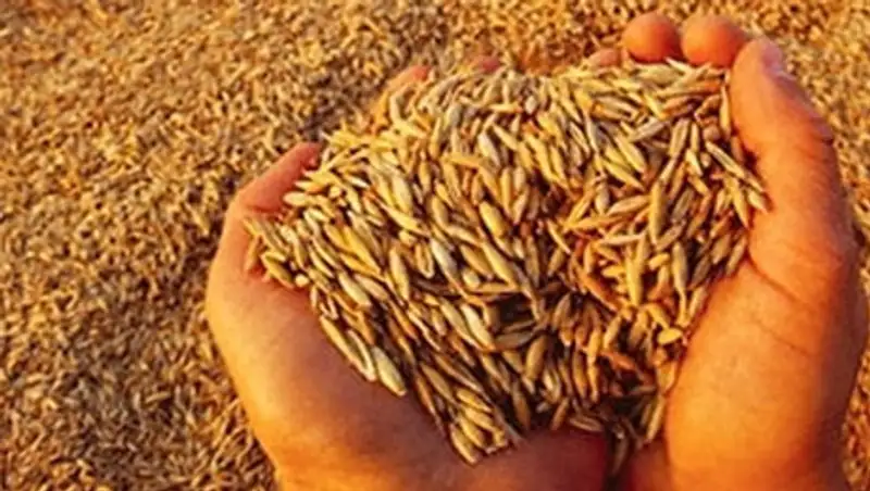 Казахстан будет продавать пшеницу в Северную Африку и в Китай