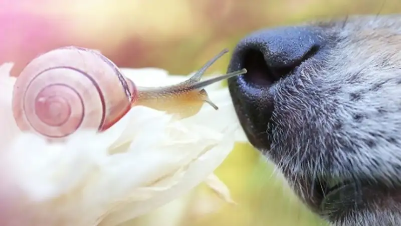 Мали — мой любимый пес с прикольным носом