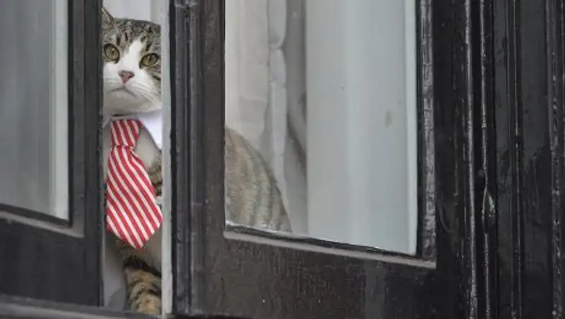 Шведская прокуратура объявила о завершении допроса Джулиана Ассанжа