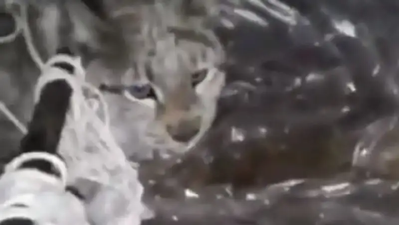 В Семее поймали рысь