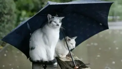 Zakon.kz, фото - Новости Zakon.kz от 18.09.2017 06:01