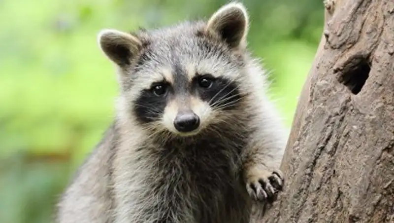 Енот сорвал рейс в Торонто