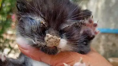 Facebook.com/Санета Космынина, фото - Новости Zakon.kz от 02.09.2020 22:51