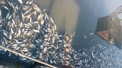 fishteam.ru, фото - Новости Zakon.kz от 16.01.2019 07:39