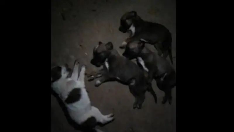 Жительница Балхаша скинула с пятого этажа шестерых щенят