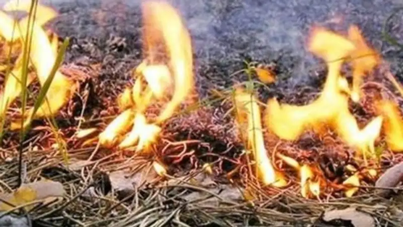 В Казахстане снизилось количество пожаров в лесостепных массивах 